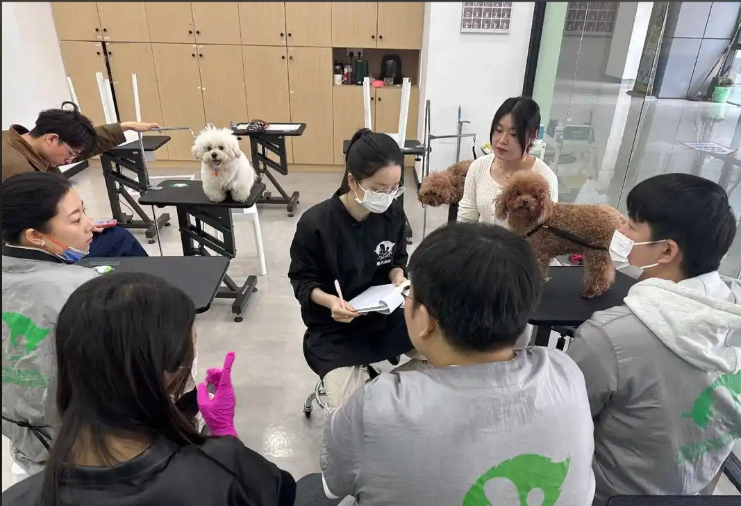 白山市宠物美容师宠物美容培训学校 - 价格